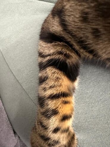 кошку: Бенгальская, 1 год, Девочка, Золотая шиншилла, Приучена к лотку, Проглистована, С прививками — 10