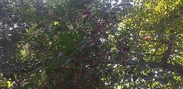 кукуруза мача: Вишня Оптом, Самовывоз — 3