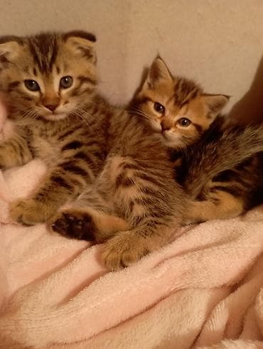 Животные: Скотиш Фолд (Шотландская вислоухая), 2 месяца, Мальчик, Приучена к лотку — 3