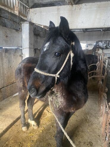 Квадроциклы: Продаю | Жеребец | На забой, Для разведения, Конный спорт — 1