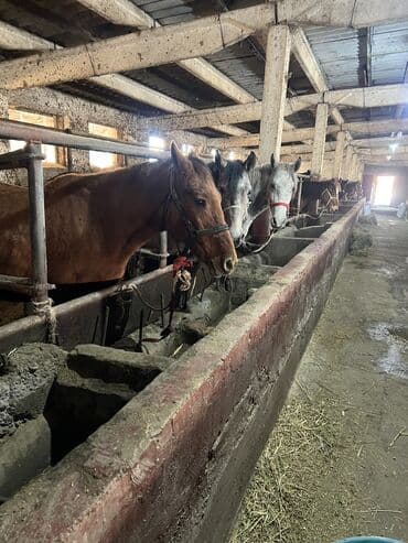 резиновые маты для крс цена в бишкеке: Продаю | Кобыла (самка), Конь (самец), Жеребец | Рабочий — 4