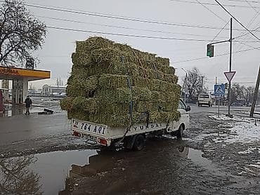кукуруза прием: Клевер аралаш чоп доставка есть — 3