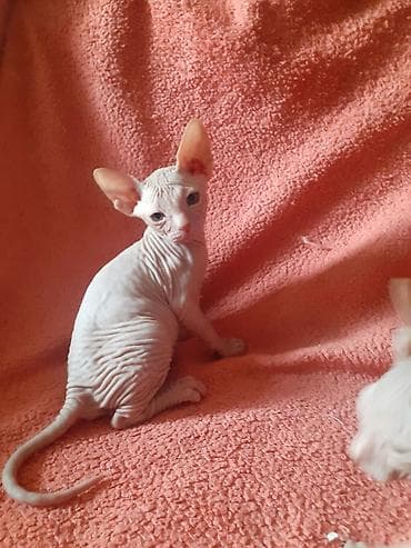 Котята канадского сфинкса