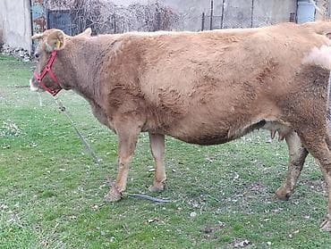 Продаю | Корова (самка) | Для молока | Привязанные at lalafo.kg Продаю | Корова (самка) | Для молока | Привязанные