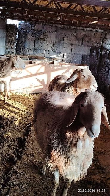 лошадь кабыла: Продаю | Овца (самка) | Для разведения — 1