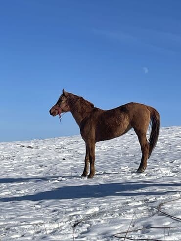 охотник собака: Продаю | Кобыла (самка) | Для разведения — 10