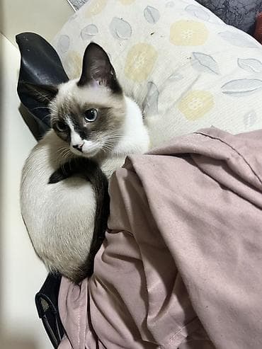 немецкая овчарка черная цена: Котята - Окрас: серо‑тигровые табби (полосатые) и колор‑пойнт с — 3