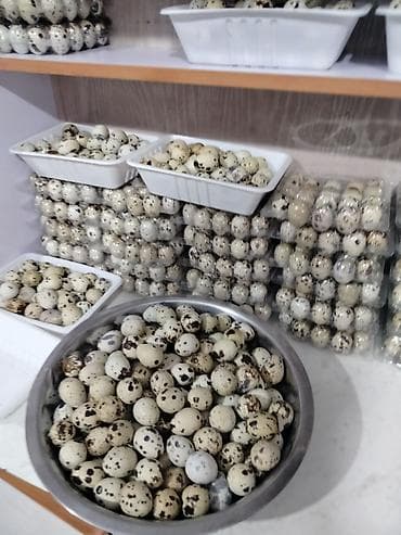 мясо бишкек: Перепелиновый яйца в упаковке 20 штук 100 сомов оптом — 1