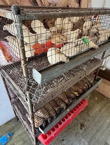 Продам клетку для перепел