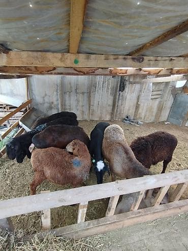 Продаю | Овца (самка) | На забой — 5
