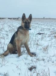 сколько стоит собака овчарка: Чыгыш Европа овчаркасы, 6 айлык, Ургаачы, Эмделген — 1