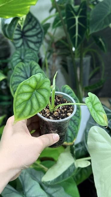 Комнатные растения: Клубни Алоказии Регал Шилдс 300-350-400с Клубень Алоказии Пинк дракон — 6