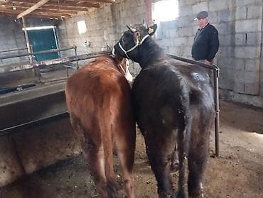 телочки бычки: Продаю | Бык (самец) | На откорм | Привязанные — 3