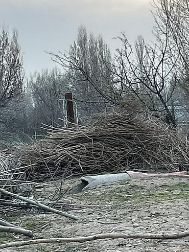 дрова для бани: Дрова Орех, Самовывоз — 5