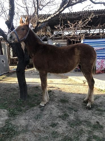 козулу кой: Продаю | Жеребенок, Кобыла (самка) | Дончак — 3