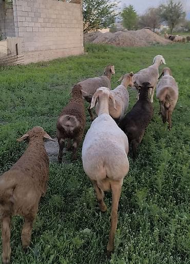 азиятский овчарка: Продаю | Овца (самка) | Для разведения | Матка — 3