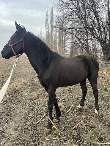 голубая рыбка: Продаю | Конь (самец), Жеребец | Рабочий | Мерин — 8