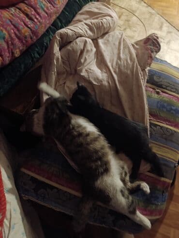 шотландские вислоухие котята в бишкеке: Беспородная, 5 месяцев, Девочка, Белый, Кастрирована, Приучена к лотку, Проглистована — 8