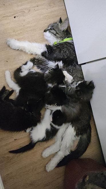 продаю котенка: Майнкун метис Котя Отец - дворовой крутыш🥇 Мать - Майнкун Котятам — 8