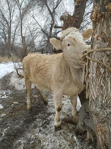 мастиф собака: Продаю | Тёлка | Симментальская | Для разведения — 1