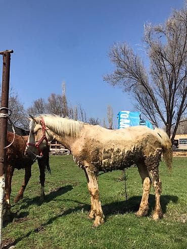 порода алабай: Продаю | Жеребец | Для разведения | Племенные — 2