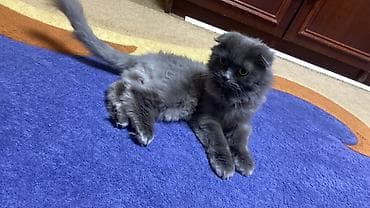 рысь кошка: Кошка, порода «шотландская вислоухая», стерилизована, со всеми — 3