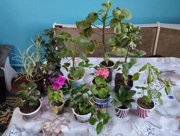 мебель кровать: Детки комнатных цветов покажу как цветут все по 100 с — 1