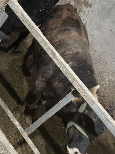 коровы молочной породы купить: Продаю | Бык (самец) | Для разведения | Привязанные — 7