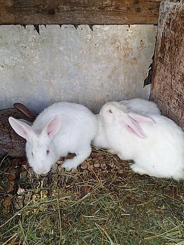 гранулы для кроликов: Продаю | Крольчата | Для разведения — 2