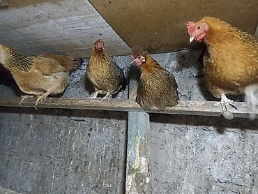 Продаю | Куры | Для разведения