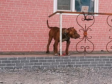 уй музо: Продаю Пидбуль кубинский породы кабель 2 года по кличке Мусса — 4