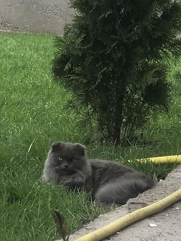 вислоухие кошки: Скотиш Фолд (Шотландская вислоухая), 6 месяцев, Мальчик, Серый, Приучена к лотку, Проглистована — 3