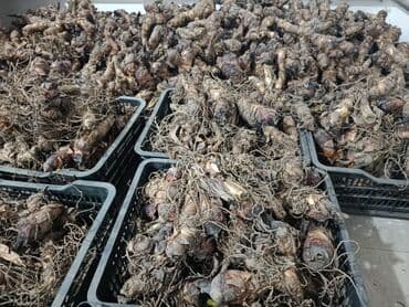 грецкий орех очищенный цена за 1 кг бишкек: Саженцы цветка: Канна — 2