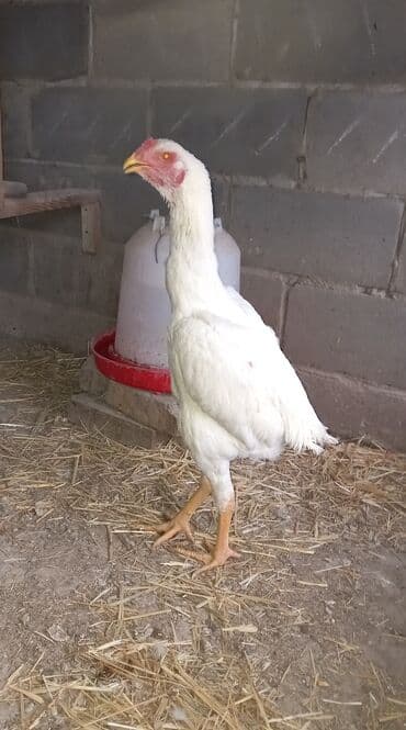 дойный апарат для коров: Продаю | Куры | Дакан | Для разведения — 3