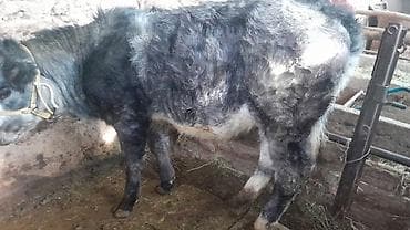 голштин корова: Продаю | Музоо, торпок | Бельгийская | На откорм | Привязанные — 3