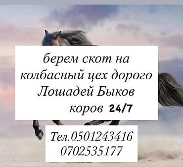 продаю животных: Колбасный цех : Коровы, быки, | Круглосуточно — 3