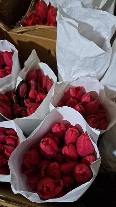 древесные грибы: Продаю луковицы тюльпан, сорта голландские после выгонки — 4