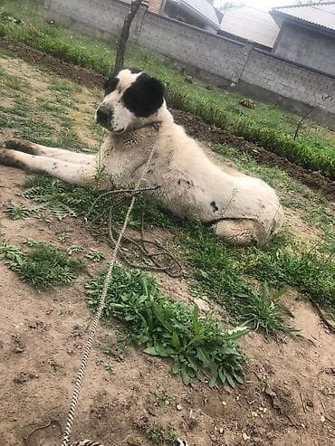 сколько стоит дворняжка: Алабай, 2 года, Самка — 1