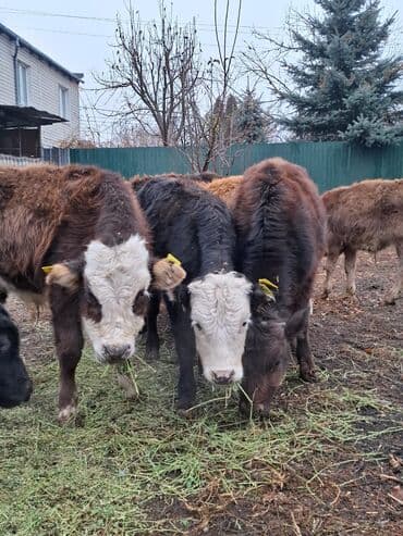 купить бычков оптом: Продаю | Музоо, торпок | Полукровка | На откорм — 1