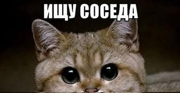 Объявление: Ищу соседа Описание: - Совместное проживание в