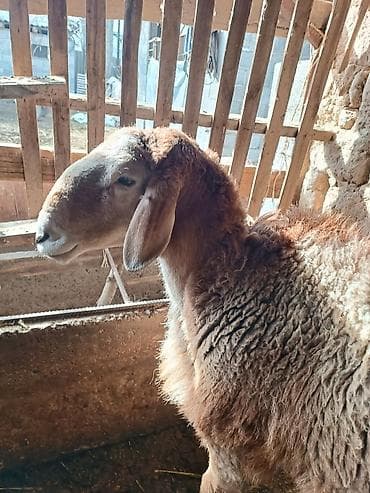 алабай купить: Продаю | Овца (самка) | Эдильбаевская | Для разведения | Племенные — 3