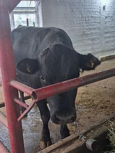 Продаю | Бык (самец) | Абердин-ангус | Для разведения | Племенные
