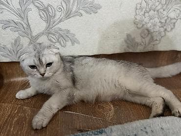 кошка продаю: Шотландская вислоухая кошка (Scottish Fold), окрас серебристый — 1