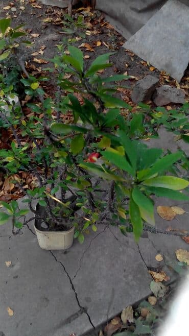 растения для аквариума: Продаются комнатные цветы алоэ финиковая пальма молочай герани — 1