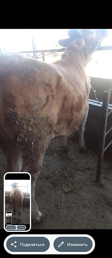 телка ангус: Продаю | Тёлка | Для разведения | Нетель — 1