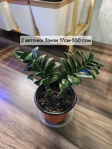 Замиокулькас ‘Зензи’ (компактный куст), вырастает до 50-60 см. -