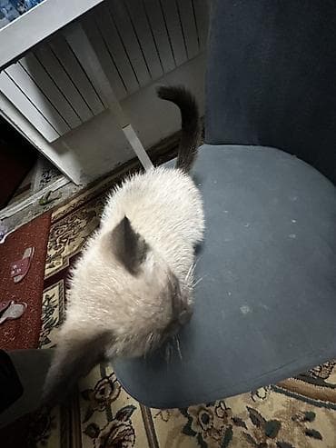 сиамская ориентальная кошка: Котёнок с сиамским окрасом (поинтовый): светлый корпус, тёмные ушки — 1