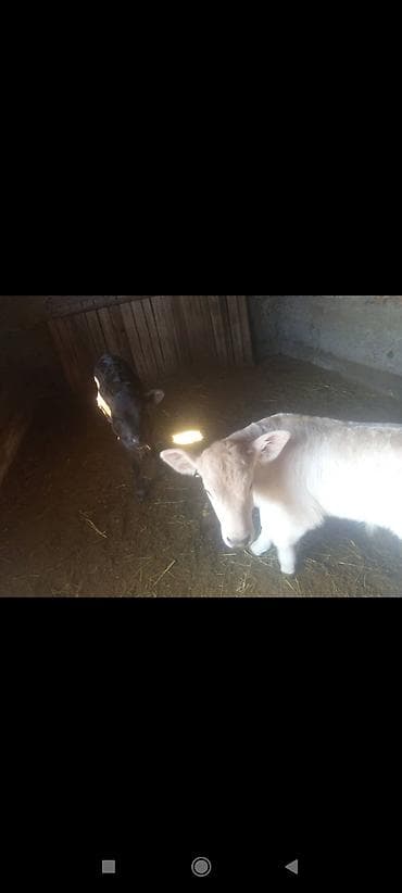 Коровы, быки: Продаю | Музоо, торпок | На откорм | Искусственник — 1