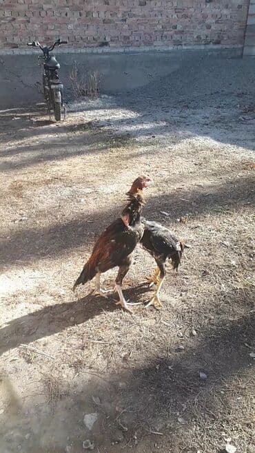 продаю связи с переездом: А/ч жаныбарлары үчүн тоюттар — 2