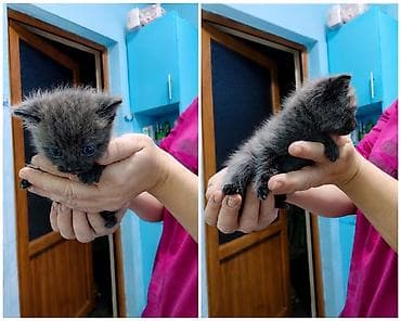 шотландский котята: 🐾 Продам котят шотландской/британской породы 🐾 Очаровательные котята — 3